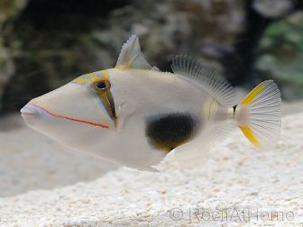 Rhinecanthus verrucosus