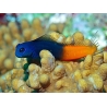 Ecsenius bicolor