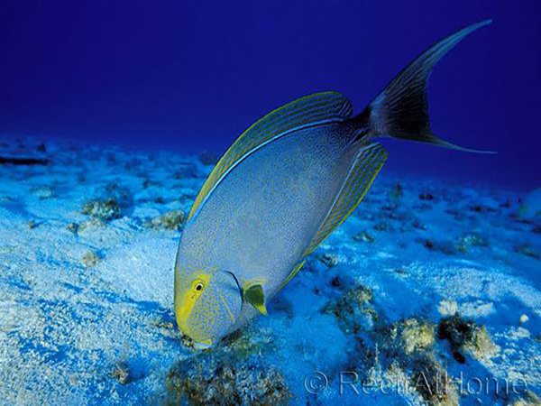 Acanthurus xanthopterus