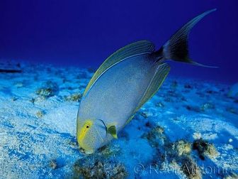 Acanthurus xanthopterus