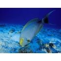 Acanthurus xanthopterus