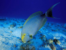 Acanthurus xanthopterus