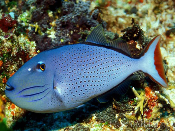 Xanthichthys ringens