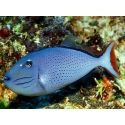 Xanthichthys ringens