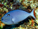 Xanthichthys ringens