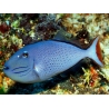 Xanthichthys ringens