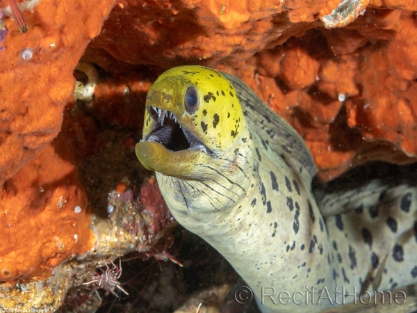 Gymnothorax fimbriatus