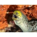 Gymnothorax fimbriatus