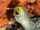 Gymnothorax fimbriatus