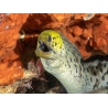 Gymnothorax fimbriatus