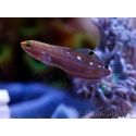 Koumansetta rainfordi (ex Amblygobius)