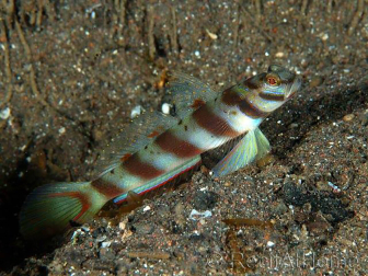 Leopard Goby Amblyeleotris diagonalis