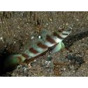 Leopard Goby Amblyeleotris diagonalis
