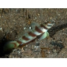 Leopard Goby Amblyeleotris diagonalis