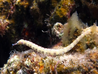 Corythoichthys intestinalis