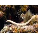 Corythoichthys intestinalis