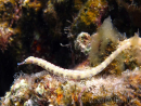 Corythoichthys intestinalis