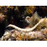 Corythoichthys intestinalis