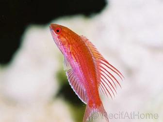 Paracheilinus cyaneus