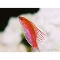 Paracheilinus cyaneus