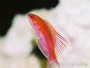 Paracheilinus cyaneus