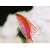 Paracheilinus cyaneus