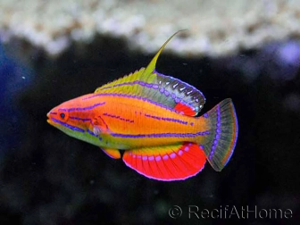 Paracheilinus carpenteri