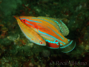 Paracheilinus McCoskeri