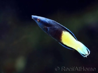 Labroides bicolor L