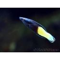Labroides bicolor L