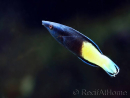 Labroides bicolor L