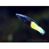 Labroides bicolor L