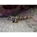 Neosynchiropus ocellatus
