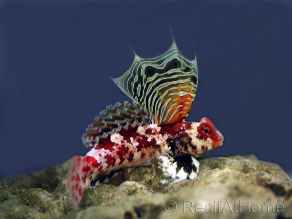 Synchiropus marmoratus
