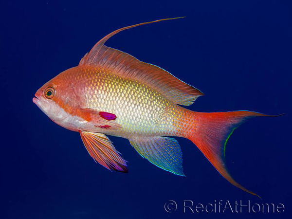 Pseudanthias squamipinnis male
