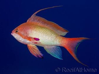 Pseudanthias squamipinnis male