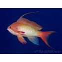 Pseudanthias squamipinnis male