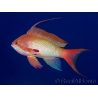Pseudanthias squamipinnis male