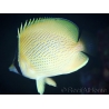 Chaetodon citrinellus