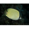 Chaetodon citrinellus