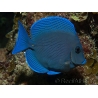 Acanthurus coeruleus