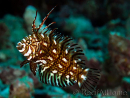 Novaculichthys taeniourus