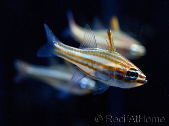 Ostorhinchus margaritophorus