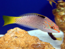 Halichoeres hortulanus