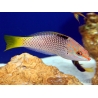 Halichoeres hortulanus