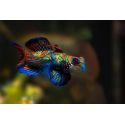 Synchiropus splendidus