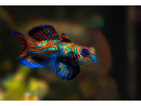 Synchiropus splendidus