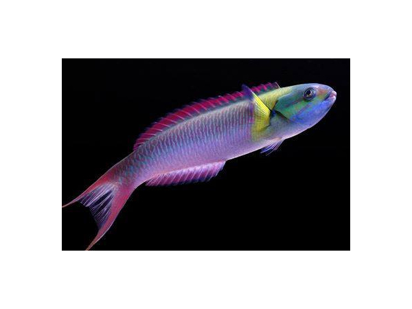 Thalassoma amblycephalum