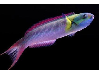 Thalassoma amblycephalum
