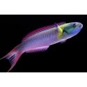 Thalassoma amblycephalum